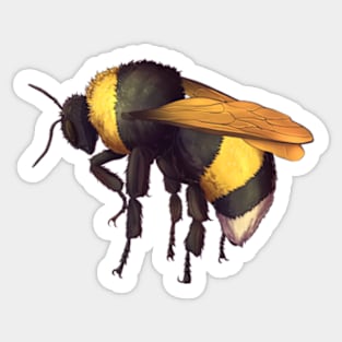 Bumble Bee Insect Detailed Drawing Sticker